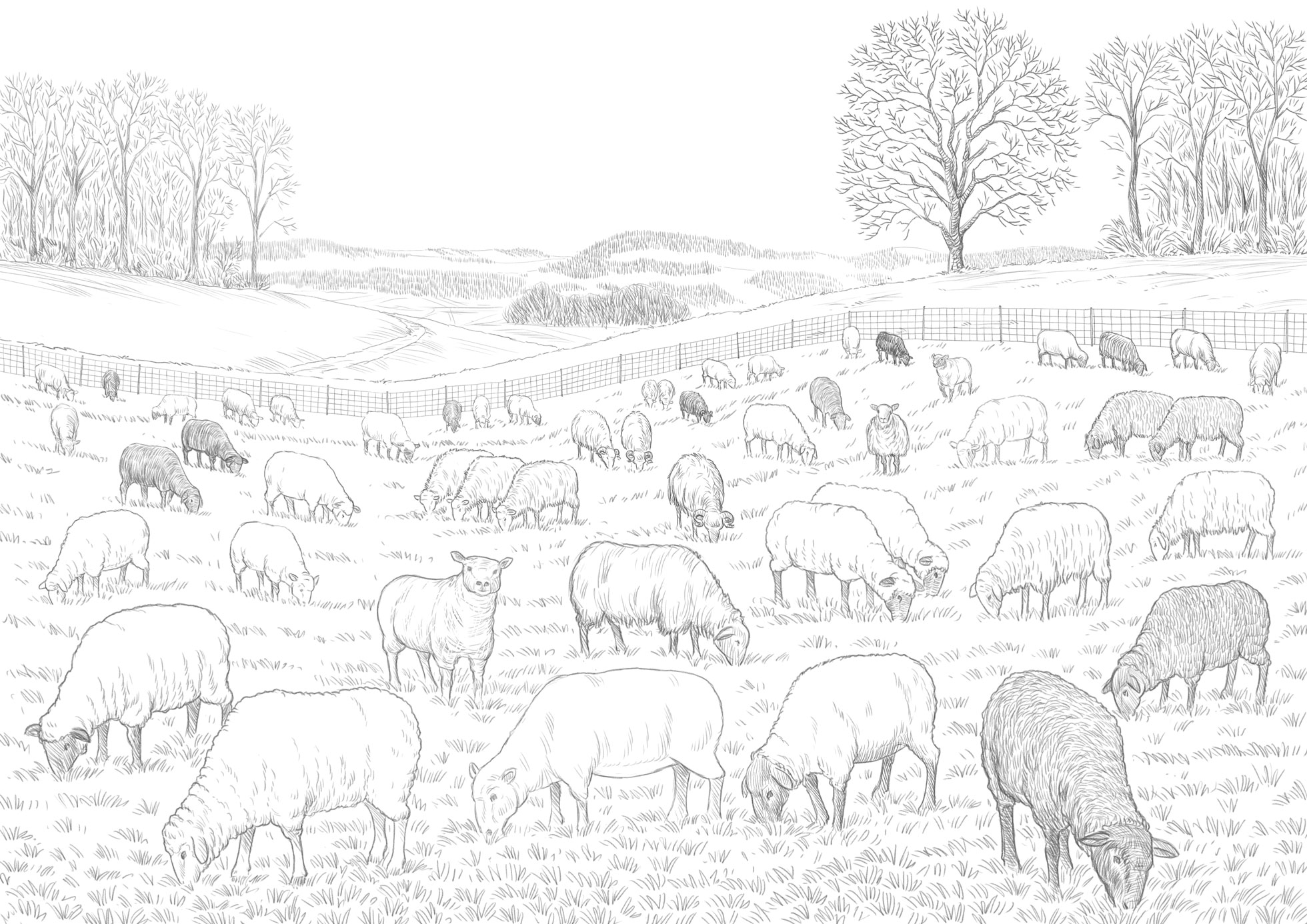 Illus Handbuch Schafalp